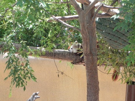 Red Panda at San Diego Zoo