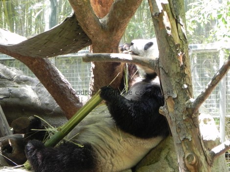 Giant Panda - Bai Yun (means White Cloud in Mandarin)