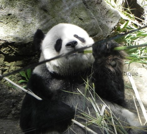 Giant Panda - Gao Gao (means Big Big or Tall Tall)