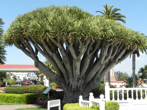 Dragon Tree at The Del Coronado