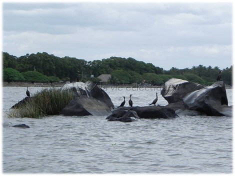 Birds in Lake Nicaragua01