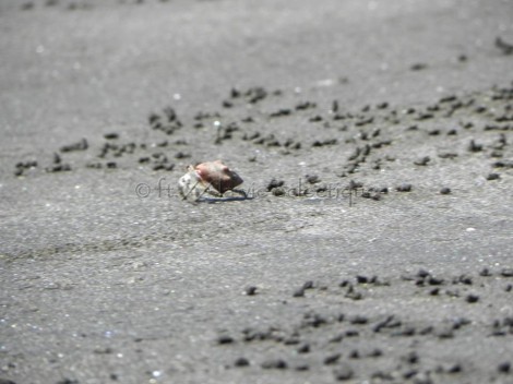 little sand crab in costa rica