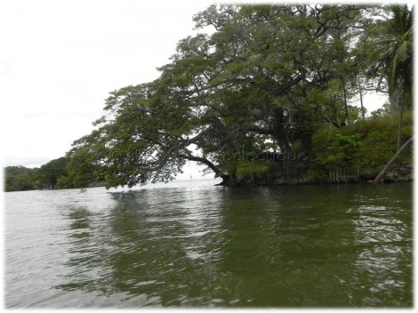 trees in lake nicaragua