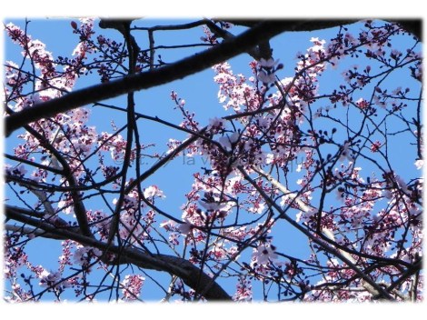 Cherry Blossoms 2013