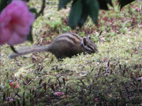 chipmunk