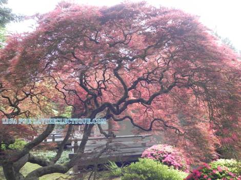Another one of my favorite shots in this series. The red of the maple tree is so stunning.